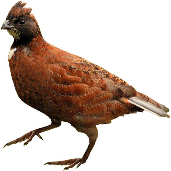 Tennessee Red Bobwhite Quail